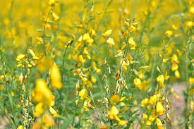 Image result for Crotalaria namuliensis