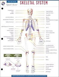 Skeletal System Chart Pdf Bedowntowndaytona Com