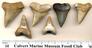 Fossil Shark Tooth Identification For Aurora North Caroina