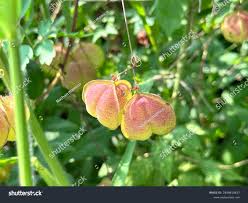 Image result for Cardiospermum