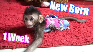 New Born Baby Monkey Baby Monkey Monkey Funny Videos Newborn Baby