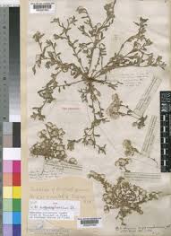 Image result for Helichrysum argyrosphaerum