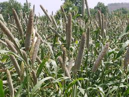 Image result for Cenchrus americanus