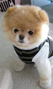 is this the cutest dog in the world boo the pomeranian has millions of fans and his own book cute dogs boo the cutest dog pretty dogs
