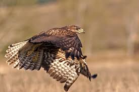 Снимки на Обикновен мишелов, Buteo buteo - Птиците в България