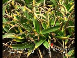 Image result for Xerophyta humilis