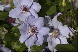 The bloom season starts in the spring and it will continue through the summer. De Kleine Plantage
