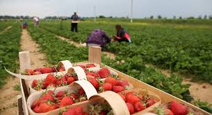 Fedopi cauta personal in nord italia, pentru culesul produselor agricole in sera. AlÅ£i 15 000 De Muncitori Romani Sezonieri Vor Lua Calea Italiei Nevoie DisperatÄƒ De Ei