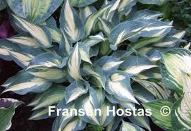 Hostas in the fall #hostasinthefall #hostas #blackgarderners. Hosta Extasy Fransen Hostas Funkien