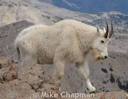 Mountain goat with curved horns. Mountain Goat Montana Field Guide