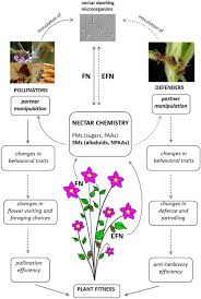 Pollination results in the formation of seeds. Frontiers Nectar In Plant Insect Mutualistic Relationships From Food Reward To Partner Manipulation Plant Science