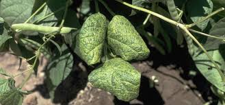 We did not find results for: Bean Mosaic Virus Guide