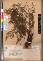 Image result for Pityrogramma argentea