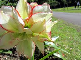 Image result for Hippeastrum sp. cultivars