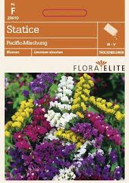 Statice Pacific Mischung Strandflieder Garten Pflanzen Und Blumensamen