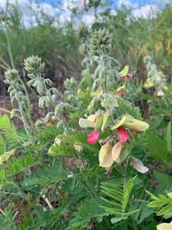 Image result for Tephrosia polystachya