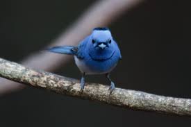 日本の野鳥24-06-01】クロエリヒタキ（Black-naped Monarch） | 鳥好きFPのつれづれ日記２
