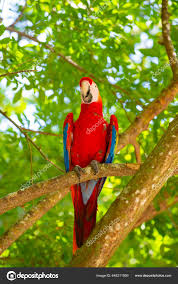 Burung Beo Ara Macaw Hutan Terpencil Burung Beo Ara Macaw — Foto Stok ©  stetsik #648311950