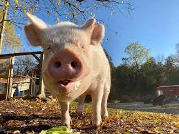 Esther the Wonder Pig