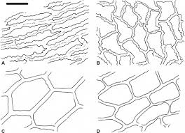 Image result for Crepidomanes chevalieri