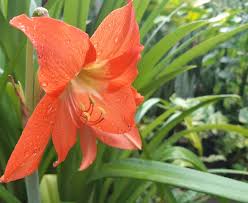 Image result for Hippeastrum puniceum