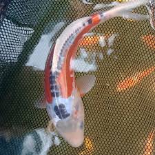 La tolteca 2209 concord pike, wilmington de. Koi Fish For Sale In Ontario Koi Fish For Sale Archives Ask Farms