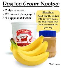 Dog Ice Cream Recipe 3 Ripe Bananas 32 Oz Plain Yogurt 1 Cup Peanut Butter Blend And Freeze Dog Ice Cream Recipe Dog Treat Recipes Dog Ice Cream