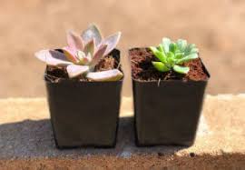 Check spelling or type a new query. 5 Best Flower Of The Month Club To Join Or Gift In 2020 Buying Guide