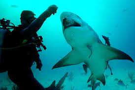 10 Interesting Marine Biologist Facts My Interesting Facts