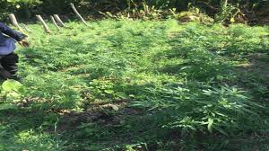 Today, cannabis, also known as marijuana, is grown all over the world. 6m Marijuana Field Destroyed In Moruga Loop Trinidad Tobago
