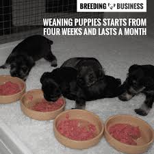How to wean a baby off formula? Weaning Puppies When Do Puppies Start Eating Solid Foods