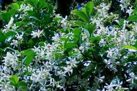 Spring bulb white star shaped flowers. 10 Star Shaped Flowers Urban Garden Gal