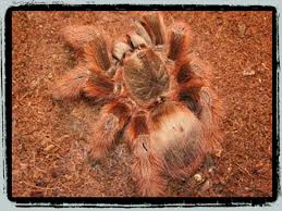 Nhandu tripepii to sporych rozmiarów, bardzo ładnie ubarwiony ptasznik. Nhandu Tripepii Brazilian Giant Blond Petbugs
