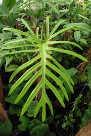 Philodendron Elegans Foliageplants Foliage Plants Planters Plants Foliage Plants Unusual Plants
