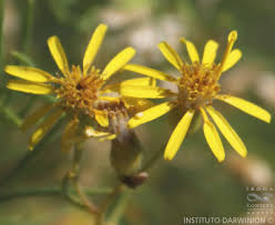 Image result for Octolepis