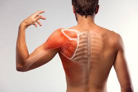Search, discover and share your favorite back bones gifs. Differences Between Muscle Bone Problems Northbridge Chiropractic