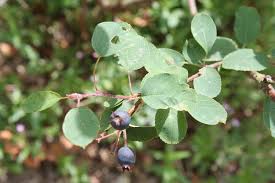 Image result for Amelanchier ovalis