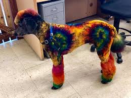 Diy cat hair dye coloring cream temporary pet dog hair dyeing tool purple. Impressive Pride Design Was Done By Lauren Piston With Opawz Permanent Dog Hair Dyes Bright And Vibrant Color For A Lo Dog Hair Dye Creative Grooming Dog Hair