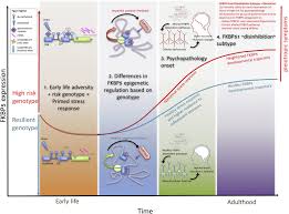The study of cells is called cell biology. Understanding The Molecular Mechanisms Underpinning Gene By Environment Interactions In Psychiatric Disorders The Fkbp5 Model Biological Psychiatry
