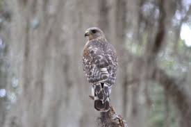 Birds Of Prey Central Florida Red Shouldered Hawk Birds Birds Of Prey Bald Eagle