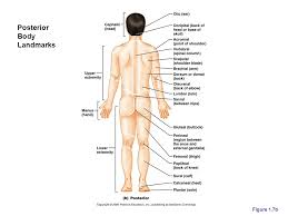 It is the lower part of the back, under the thorax, linked to the lumbar spine and the abdominal organs, such as the liver and intestines. Language Of Anatomy Anatomical Position Positions Of Areas Are Determined Relative To The Standard Anatomical Position Body Is Erect Feet Slightly Ppt Download