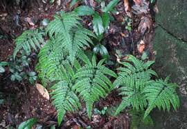 Image result for Dryopteridaceae