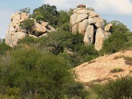 Image result for Myrothamnaceae