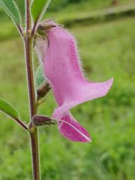 Image result for Sesamum radiatum