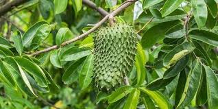 Untuk mengetahui bagaimana inai boleh mewarnai jari dan rambut, baca disini. 15 Manfaat Daun Sirsak Mulai Dari Cegah Kanker Hingga Redakan Nyeri Punggung Kapanlagi Com