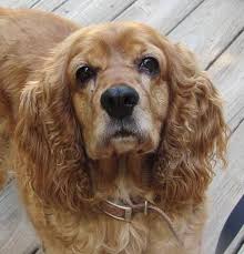 Adopt Lana On Petfinder Cocker Spaniel Dog American Cocker Spaniel Working Cocker