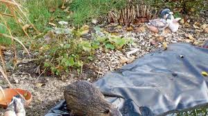 Ungewohnlicher Besuch Am Gartenteich Hankensbuttel