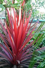 You Don T Need Flowers To Add Colour Bilden Sie Benotigen Keine Blume You Don T Need Flowers To Add Colour Bilden Si Flower Pots Plants Tropical Landscaping