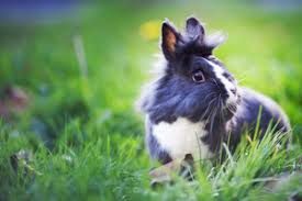 What to expect from your pregnant snake. A Guide To Rabbit Pregnancy Petplan
