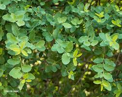 Image result for Berchemia zeyheri